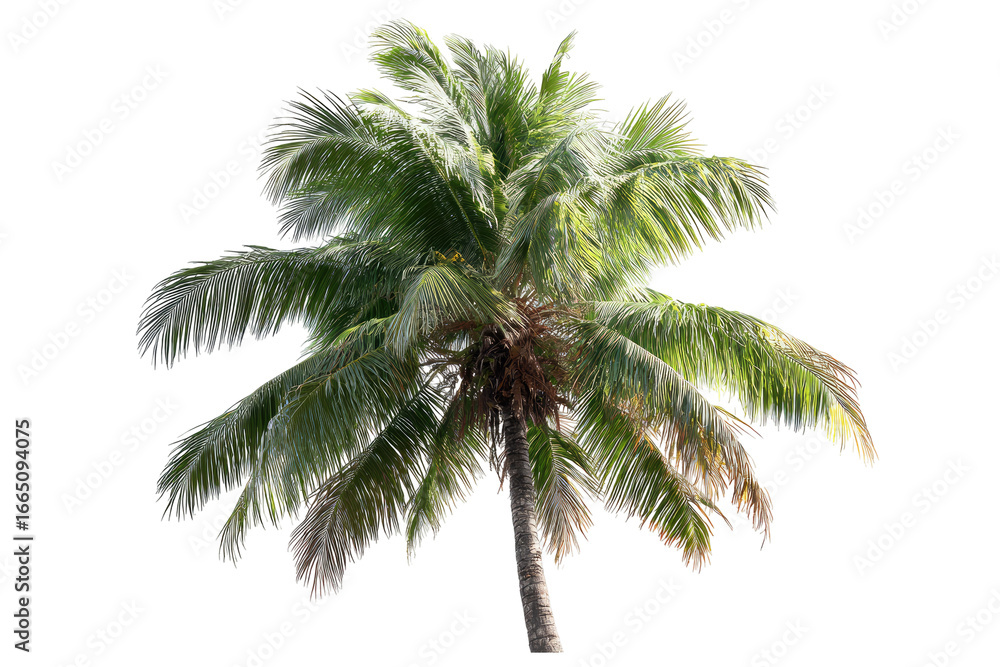 Fototapeta premium Tropical palm tree, vibrant green fronds
