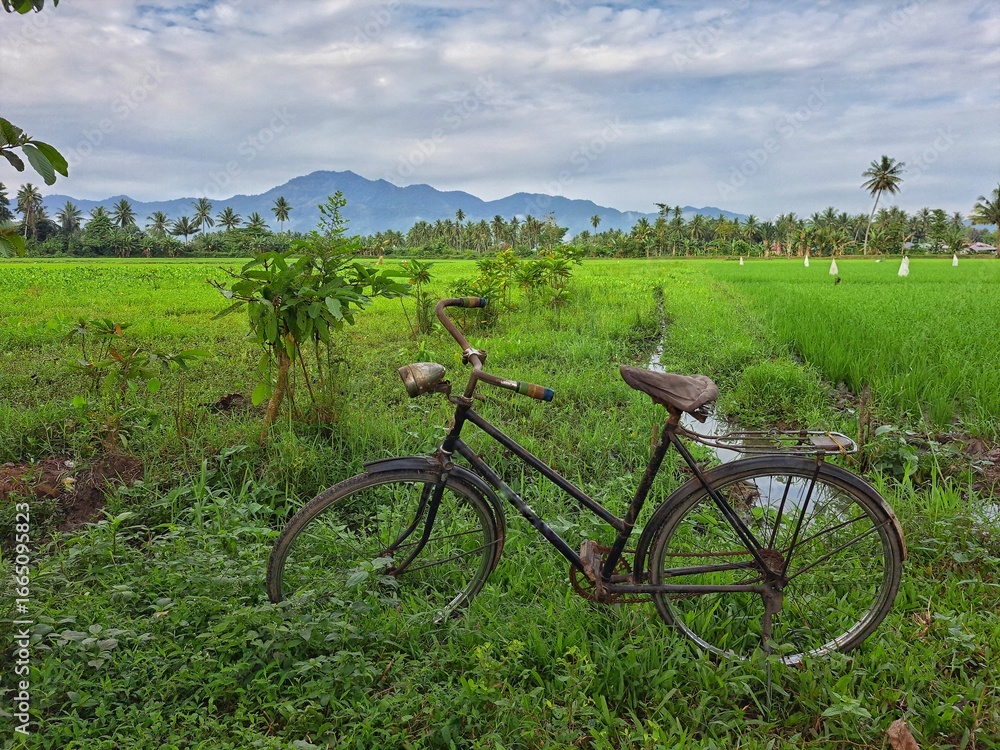 Fototapeta premium bicycle in the field