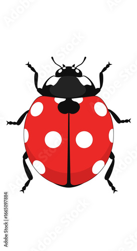 A detailed illustration of a red ladybug with white spots showing its black head and legs on a white background