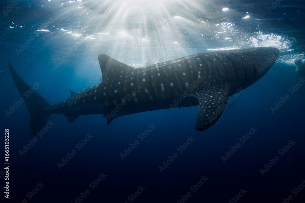 Naklejka premium Whale shark swimming under sun rays in tropical blue sea