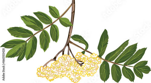 Inflorescence of rowan tree (Sorbus aucuparia) with green leaves isolated on white background	