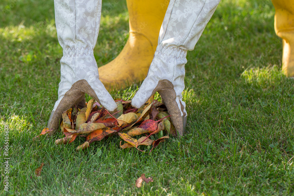 Obraz premium Close-up of a person's hands in light gardening gloves collecting a pile of fallen, multi-colored leaves from a green lawn. Yellow rubber boots are visible in the background.