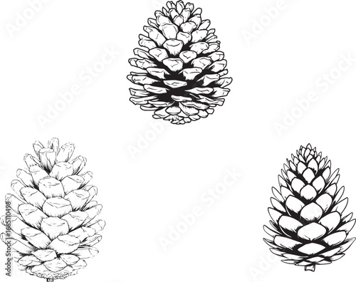 A simple vector line drawing of a pine cone, white background, simple shapes, no shading or gradients, bold lines for clarity.eps
