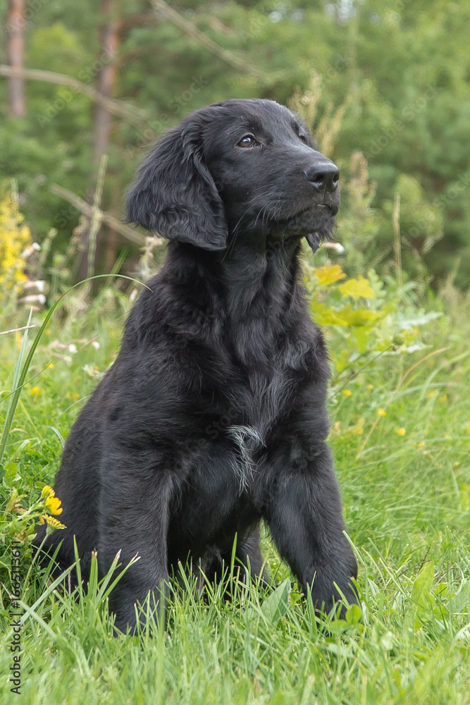 The photo shows an adorable black Flat-Coated Retriever puppy lying on the grass. He has a wet nose and an attentive look. His face is slightly dirty, which adds playfulness to the picture.
The photo shows an adorable black Flat-Coated Retriever puppy lying on the grass. He has a wet nose and an attentive look. His face is slightly dirty, which adds playfulness to the picture.