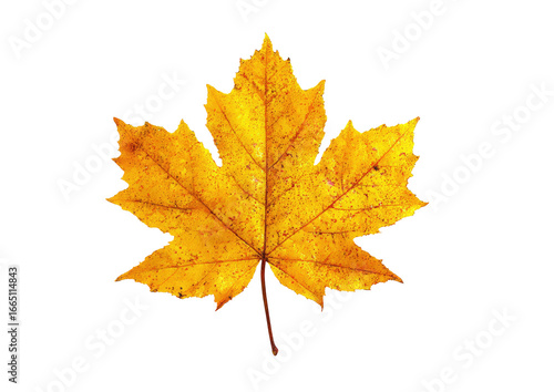 Wallpaper Mural Isolated autumn maple leaf, vibrant gold-yellow hue Torontodigital.ca