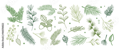 Christmas pine branch, winter tree fir, leaf. Spruce needle, holly berry. Evergreen plant hand drawn, cedar twig icon, Xmas holiday green coniferous decoration isolated on bg. Vector illustration