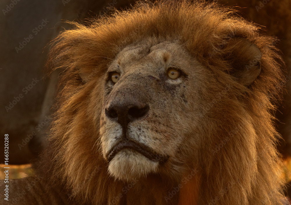 Obraz premium Portrait of a male lion at Masai Mara, Kenya. A backlit image.