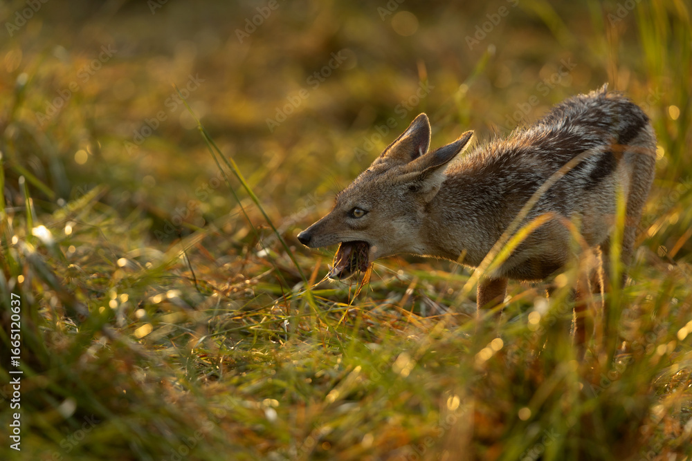 Naklejka premium Backlit image of a black backed Jackal feeding at Masai mara, Kenya