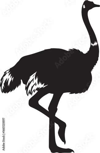 ostrich silhouette isolated on white and ostrich silhouette of vector