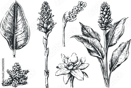 Botanical Line Art Collection Featuring Leaves and Flower Stalks