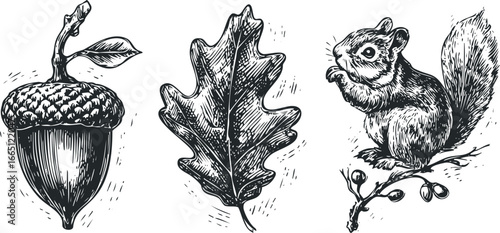 Woodcut style drawing of squirrel, oak leaf, and acorn