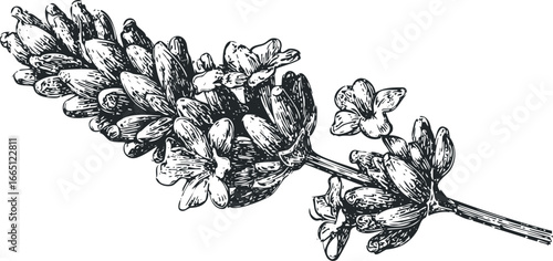 Black and white ink drawing of a lavender sprig with detailed floral elements