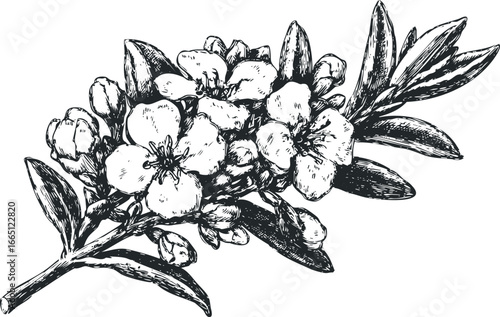 Black and white sketch of flowering plant branch with detailed petals and leaves