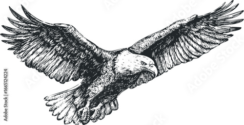 Detailed sketch of an eagle in flight with wings spread wide