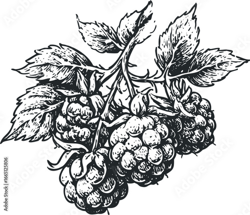 Black and white sketch of ripe raspberries with leaves on a stem