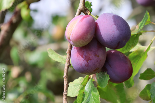 Ripe purple Victoria Plums growing on a plum tree 