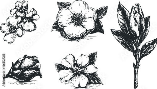 Black and white sketch of blooming flowers and plant buds