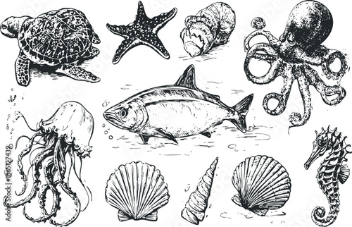 Collection of Hand-Drawn Marine Life and Shells with Ink Texture