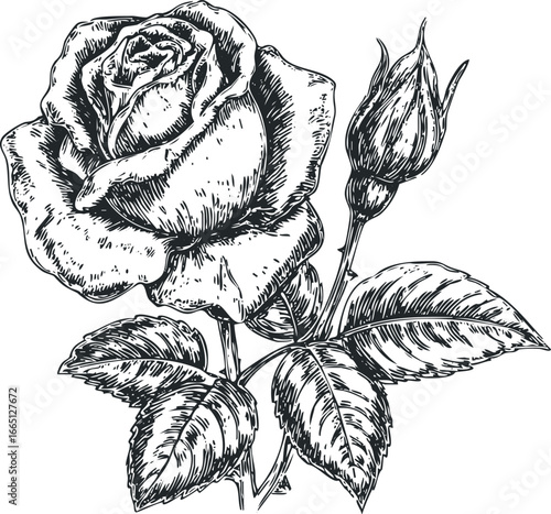 Detailed Engraved Rose with Bud and Leaves on White