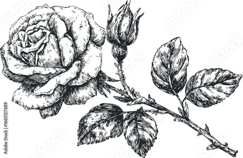 Engraved Rose and Bud Botanical Study