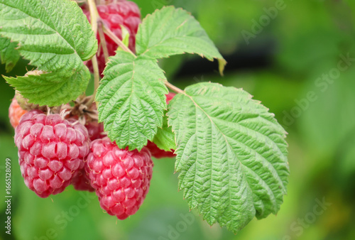 A close up photo of Raspberries growing on a raspberry bush in the UK