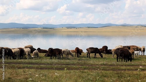 Wallpaper Mural Grazing sheep on lush green pasture by tranquil lake under blue sky with fluffy clouds, showcasing serene rural landscape and livestock harmony Torontodigital.ca