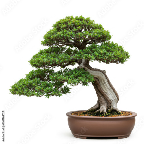 Bonsai Tree In Pot Isolated On White Background 