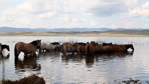 Wallpaper Mural Herd of  horses wading through calm water in a serene landscape, showcasing natural beauty and wildlife in harmony	 Torontodigital.ca