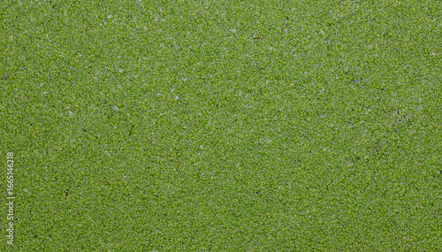 Green algae covering water surface, top view, natural pattern	
