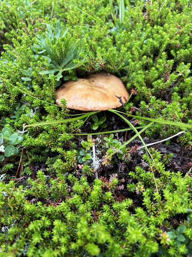 Mushroom in a bed of moss and green plants