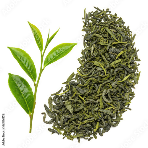 Fresh And Dried Tea Leaves Isolated On White Background