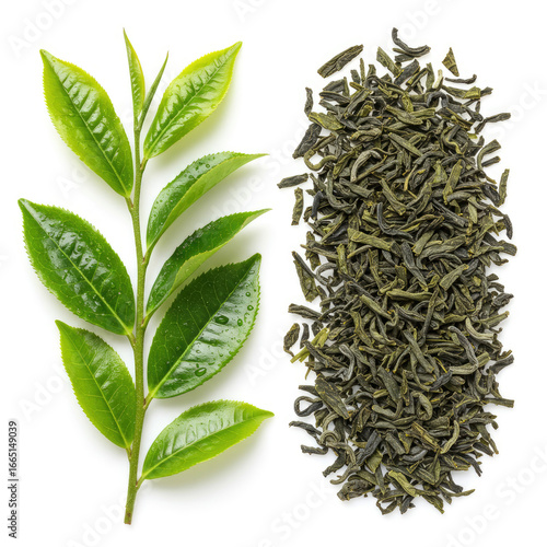 Fresh And Dried Tea Leaves Isolated On White Background