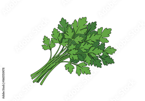 Fresh parsley bunch on white, element for recipe design