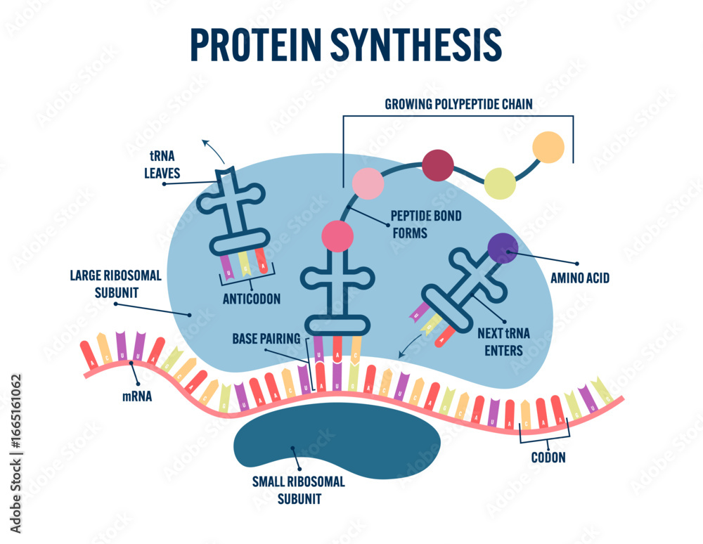Εκτύπωση καμβά Educational vector illustration of protein synthesis showing ribosome translation with mRNA, tRNA, anticodon, codon, amino acids, peptide bond formation, and growing polypeptide chain