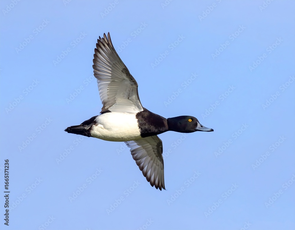 Obraz premium Flying duck against a clear sky