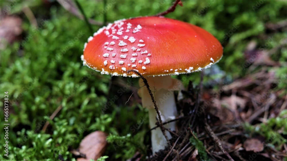 Red fly agaric mushroom (Amanita muscaria) in forest Red fly agaric mushroom (Amanita muscaria) in forest