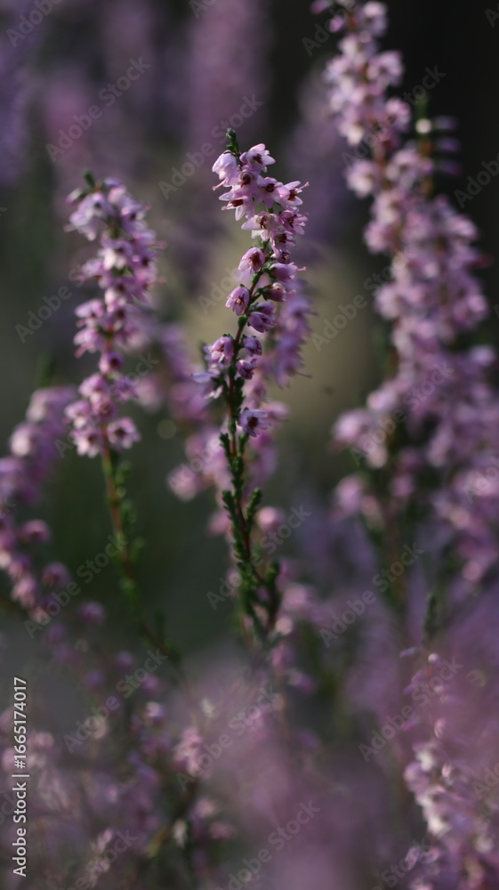 Fototapeta premium Delicate violet lavender flowers in soft focus