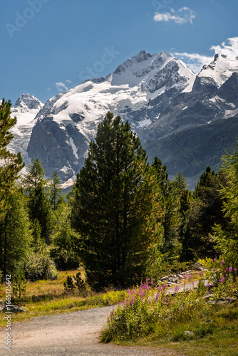 Serene hiking route in the Swiss Alps with lush greenery and a majestic backdrop of the snow-capped Bernina massif in summer