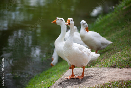 Chiang Mai deploys geese to tackle polluted moat