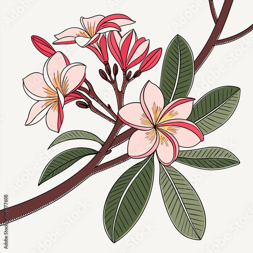  camelia japonica lavinia maggi vector