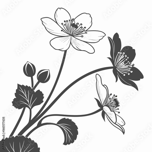 black and white caltha leptosepala alba