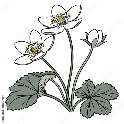 caltha leptosepala alba with leaves