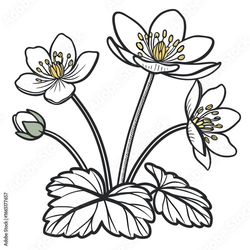 set of caltha leptosepala alba