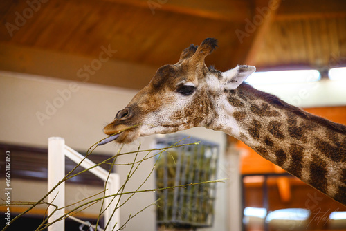 Photography giraffe in the zoo