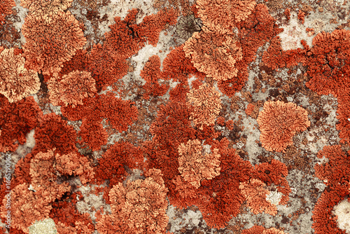 фотографія Beautiful nature patterns of colored mosses and lichens, natural texture backgro