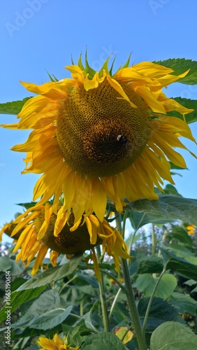 sunflower and bee