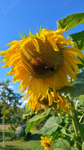sunflower in the field