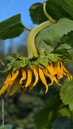 Beautiful, bright sunflowers under a blue sky, where busy bees are working. A scene full of life and nature.