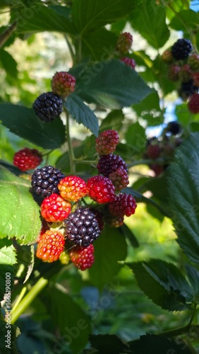 berries on a bush