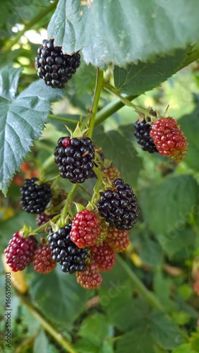 blackberries on the bush